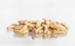 لارو مگس سرباز سیاه
