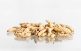 لارو مگس سرباز سیاه